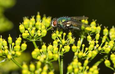 Green Fly