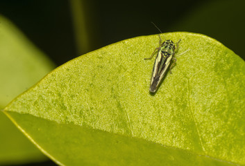 Leafhopper on Leaf
