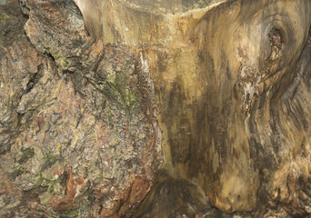 Old tree texture