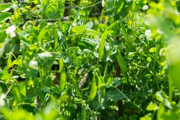 Fototapeta na wymiar Pea growing in garden