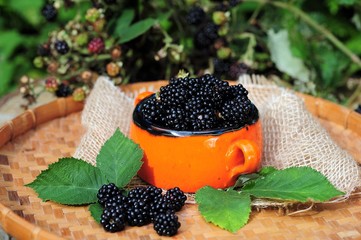 Fresh blueberriesAgriculture, antioxidant, berries, berry, black, blackberry, bush, delicious, diet, diet, food, edible, fresh, fruit, garden, gardening, green, group, grow, gro, garden berries, crops