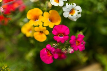 Obraz premium Beautiful small flowers blooming in garden