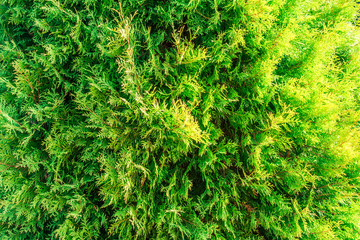 Thuja texture. Green thuja tree branches and leaves as natural background.