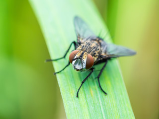 Diptera Fly Insect on Green Grass