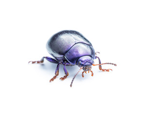Chrysolina Coerulans Blue Mint Leaf Beetle Insect Macro Isolated on White