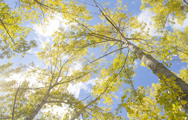 Tree trunks looking up towards the sky with yellow fall leaves