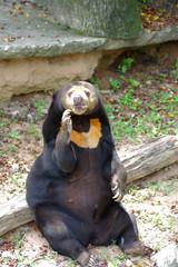 Bear sitting in the zoo Thailand