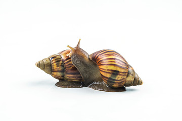 snails on white background  ,Can convey the love of young people or competition