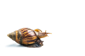 snails on white background  ,Can convey the love of family or Love between mother and child