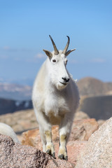 Mountain Goats in the Colorado Rocky Mountains