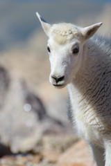 Naklejka na ściany i meble Baby Mountain Goat - Mountain Goats in the Colorado Rocky Mountains
