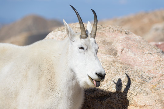 Mountain Goats in the Colorado Rocky Mountains