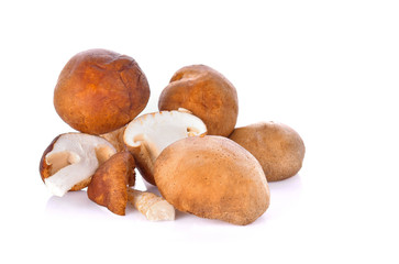 Fresh mushrooms on white background