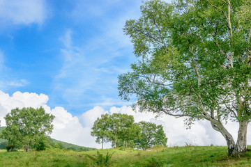 Obraz premium 高原の風景