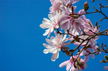 Spring blossoms background