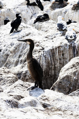 Cormorant And Seagulls Sitting On Rocks Monterey California