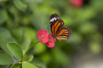 Beautiful butterfly with pink flowers
