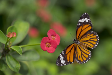 Fototapeta na wymiar Beautiful butterfly with pink flowers