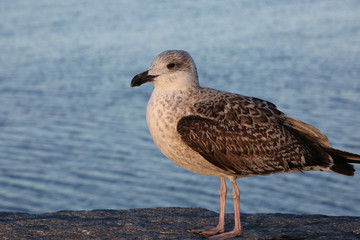 Gull Profile