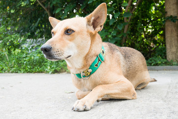 Brown dog lay down on the floor,Cute Animal and pet