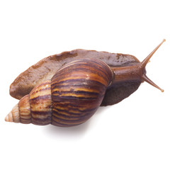 A Garden Snail (Cornu aspersum) isolated on a white background with clipping path. Top view