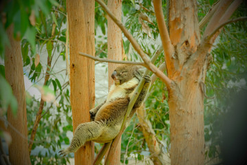 昼寝中のコアラ