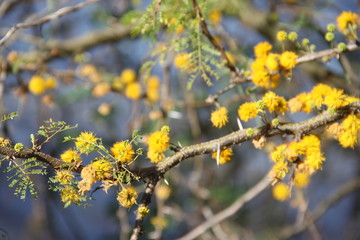 Acacia yellow flower