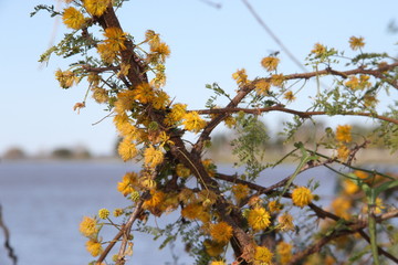 Acacia yellow flower