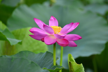 lotus