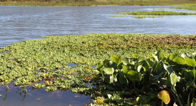 water plant