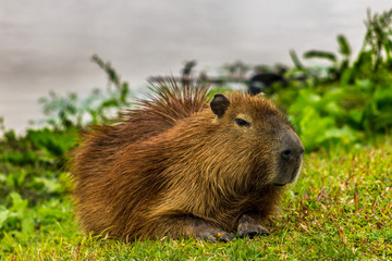 capivara