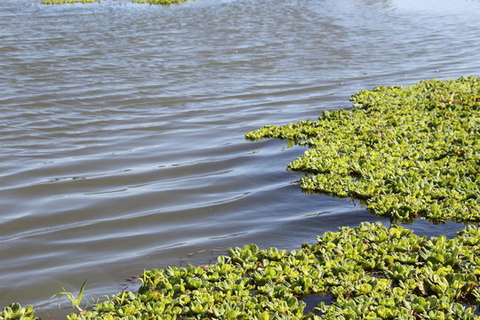 water plant