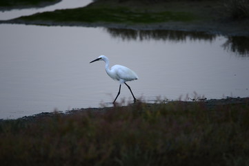 egrets