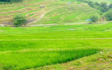棚田の風景、長野県、上田市、稲倉の棚田。