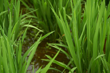 Fototapeta na wymiar Morning dew on the rice fields and a dragonfly.