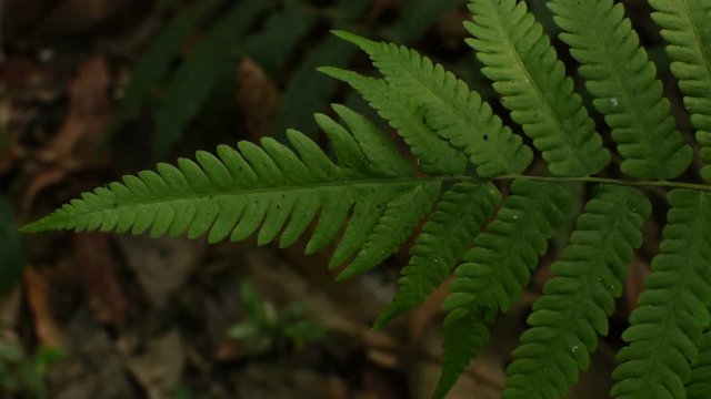 Play of light and shadow on Fern leaves, nature stock HD footage, India