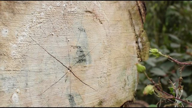 wooden log, close up of a cut tree in a jungle, nature HD stock footage