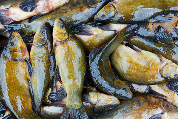Fresh fish catch on sale