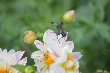 Dragonfly on pink dahlia