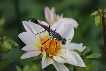 Full body of ant-looking dragonfly 