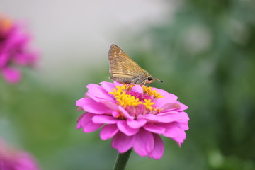 Moth eating nectar