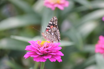 Monarch on zinnia