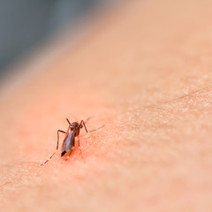 black culex mosquito
