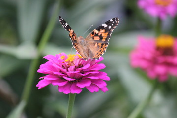 Fototapeta na wymiar Monarch butterfly spread the wings on pink zinnia