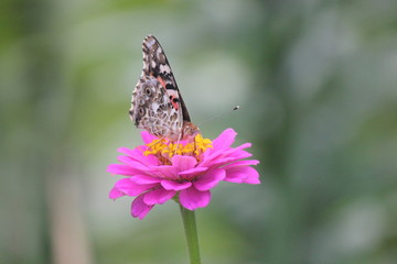 Monarch folded wings on pink zinnia