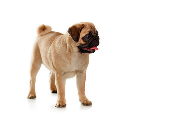 Obraz premium Puppies of pug isolated on a white background