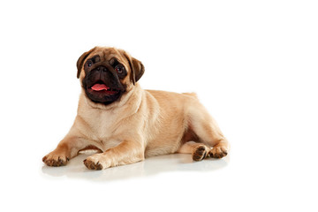Puppies of pug isolated on a white background