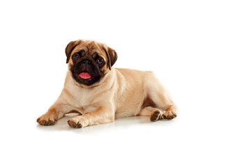 Obraz premium Puppies of pug isolated on a white background