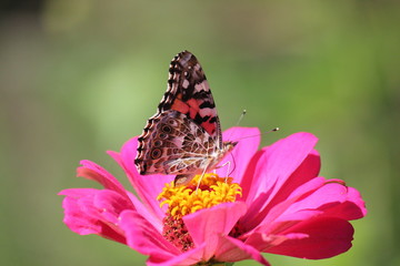 Monarch on red flower
