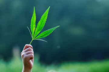 Fototapeta na wymiar Hand holding a leaf of marijuana